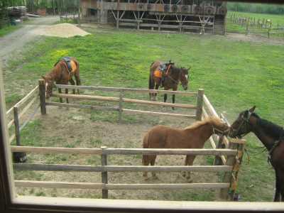 KONAKLI AT ÇİFTLİĞİ