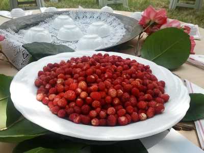 Akçakoca Dadalı Köyü