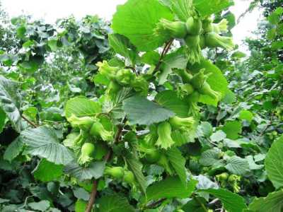 Akçakoca Dadalı Köyü