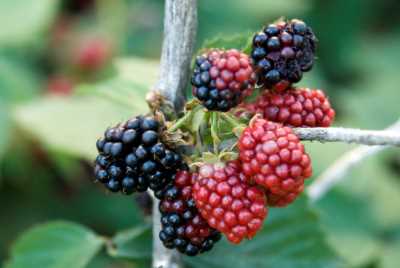 Akçakoca Dadalı Köyü