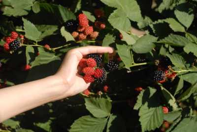 Akçakoca Dadalı Köyü