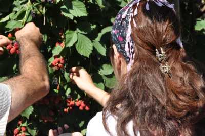 Akçakoca Dadalı Köyü