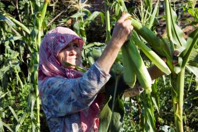 Akçakoca Dadalı Köyü