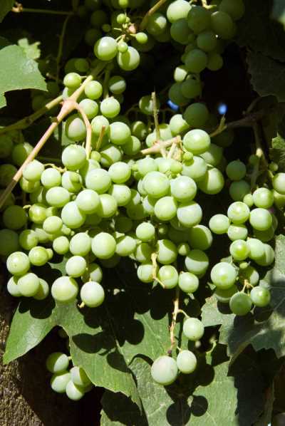 Akçakoca Dadalı Köyü