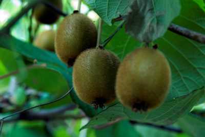 Akçakoca Dadalı Köyü