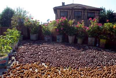 Akçakoca Dadalı Köyü