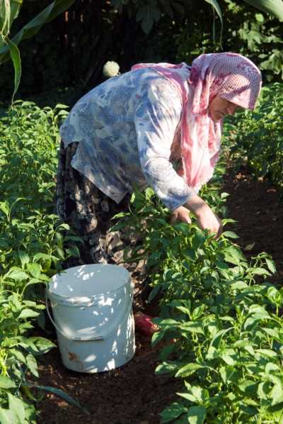 Akçakoca Dadalı Köyü