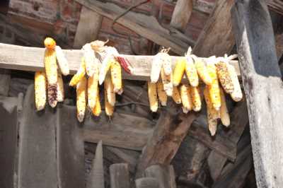 Akçakoca Dadalı Köyü