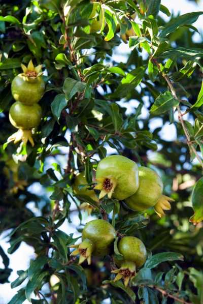 Akçakoca Dadalı Köyü
