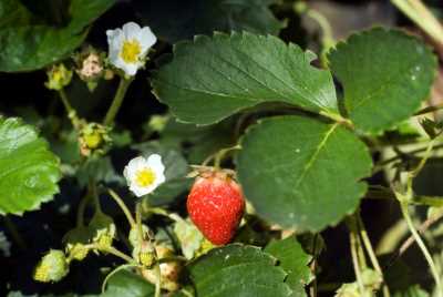 Akçakoca Dadalı Köyü