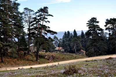 

Kocayayla ve Darıyeri Yörükler Yaylası Kamp ve Off-Road Oyunları