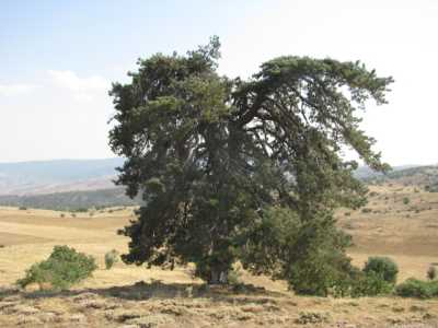 GEDENE  KARA ÇAMI - Müze Müdürlüğü Arşivi - 2008