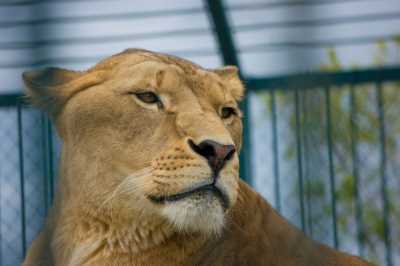 Hayvanat Bahçesinde Aslan (Fotoğraf: Samsun İl Kültür ve Turizm Müdürlüğü arşivi)