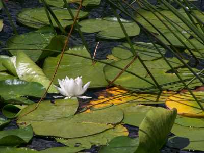 Abant Gölü Tabiat Parkı, Abant Nilüferi