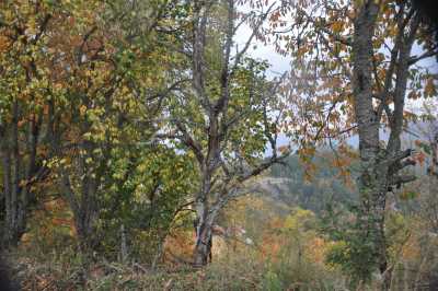 YIĞILCA'dan YEDİGÖLLER'e YOL MANZARALARI