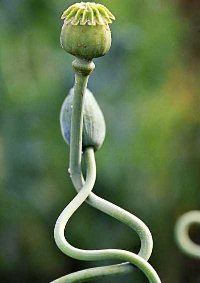 Endemik Bitki Gözlemciliği