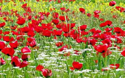 Endemik Bitki Gözlemciliği