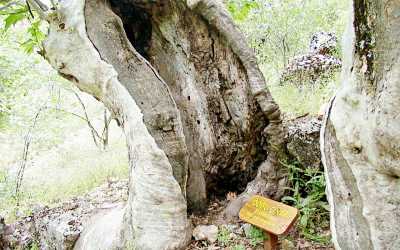 Endemik Bitki Gözlemciliği