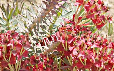 Endemik Bitki Gözlemciliği