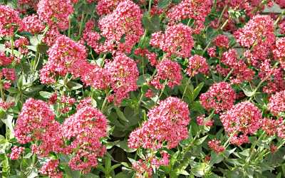 Endemik Bitki Gözlemciliği