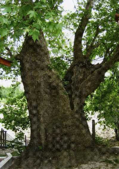 Denizli İl Kültür ve Turizm Müdürlüğü