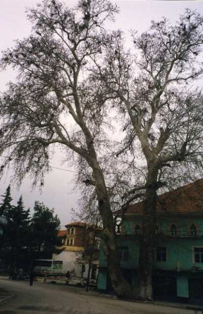 Denizli İl Kültür ve Turizm Müdürlüğü