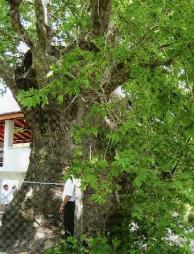 Denizli İl Kültür ve Turizm Müdürlüğü