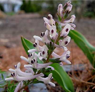 DAĞ HOROZ İBİĞİ