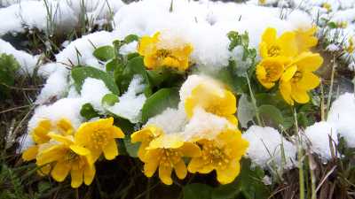 Sarıkamış Florası