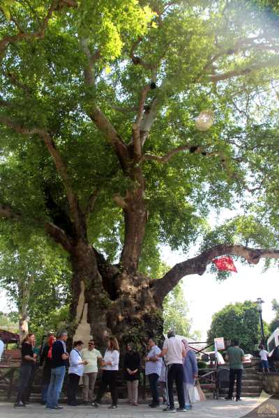 Hıdırbey Musa Ağacı Efsanesi