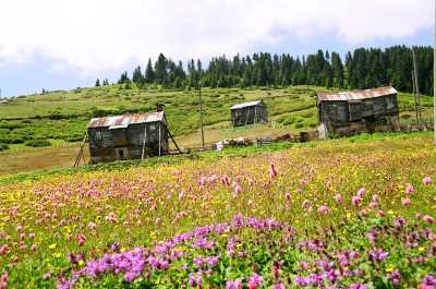 Giresun Kümbet Yaylası