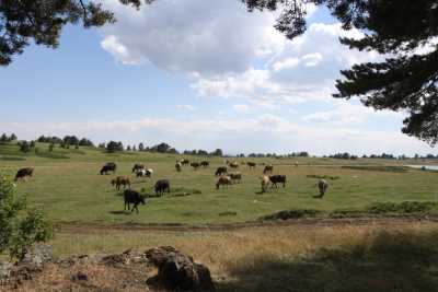 KIRKPINAR YAYLASI 

* İL KÜLTÜR VE TURİZM MÜDÜRLÜĞÜ (2006)

* FOTOĞRAF : M.KEMAL KARATATAR