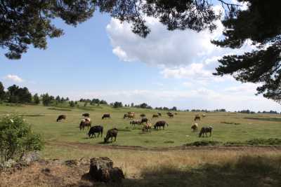 KIRKPINAR YAYLASI 

* İL KÜLTÜR VE TURİZM MÜDÜRLÜĞÜ (2006)

* FOTOĞRAF : M.KEMAL KARATATAR